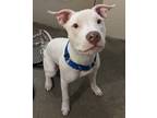 Adopt Luna a Pit Bull Terrier / Mixed dog in Kelowna, BC (34715481)