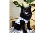 Adopt Bear a Black Pomeranian / Mixed dog in La Mesa, CA (34699012)