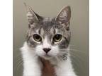 Adopt Harley a Gray or Blue Domestic Shorthair / Mixed cat in West Olive