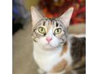 Adopt D Va a Calico or Dilute Calico Domestic Shorthair / Mixed cat in West