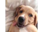 Adopt Feyre a Brown/Chocolate Beagle / Collie / Mixed dog in Atlanta