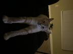 Adopt Dima a Cream or Ivory (Mostly) American Shorthair / Mixed cat in