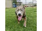 Adopt Aladdin a American Pit Bull Terrier / Mixed dog in Des Moines