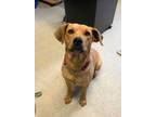 Adopt Baby a Brown/Chocolate Labrador Retriever / Mixed dog in Thunder Bay