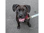 Adopt Freya a Black American Pit Bull Terrier / Mixed dog in Washington