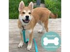 Adopt Kenai a Tan/Yellow/Fawn Mixed Breed (Medium) / Mixed dog in Janesville