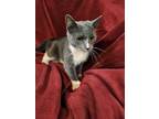 Adopt Mary Berry a Gray or Blue Domestic Shorthair / Domestic Shorthair / Mixed