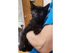 Adopt Freya a Domestic Shorthair / Mixed cat in Kingston, NY (34714845)