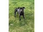 Adopt Bradley a Black Labrador Retriever / American Pit Bull Terrier / Mixed dog