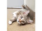 Adopt Dobbie a Domestic Shorthair / Mixed cat in Corpus Christi, TX (34714939)
