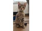 Adopt Liam a Domestic Shorthair / Mixed cat in Corpus Christi, TX (34714938)