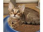 Adopt Ian a Domestic Shorthair / Mixed cat in Corpus Christi, TX (34714937)