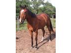 Sweet and cahrming Bay gelding QH for sale
