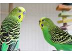 Adopt 37249 & 37250 - Kiwi & Sunshine a Parakeet - Other bird in Ellicott City
