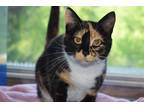 Adopt ALVINA a Calico or Dilute Calico Domestic Shorthair / Mixed (short coat)