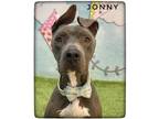Adopt JONNY a Gray/Silver/Salt & Pepper - with White Terrier (Unknown Type