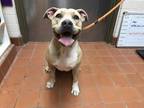 Adopt *MAPLE a Tan/Yellow/Fawn - with White American Pit Bull Terrier / Mixed