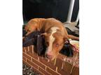 Adopt NOAH a Brown/Chocolate - with White American Pit Bull Terrier / Mixed dog