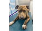 Adopt GOOD FELLOW a Brindle - with White Black Mouth Cur / Mixed dog in Mobile