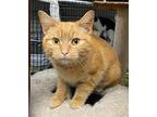 Adopt Curry a Orange or Red Tabby Domestic Shorthair (short coat) cat in