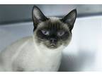Adopt Pakhet a Siamese / Mixed (short coat) cat in Lancaster, PA (34714452)