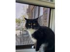 Adopt JADE a Black & White or Tuxedo Domestic Longhair / Mixed (long coat) cat