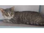 Adopt Baby Gray a Gray, Blue or Silver Tabby Domestic Shorthair / Mixed (short