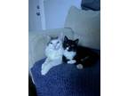 Adopt Ash a Black & White or Tuxedo Maine Coon / Mixed (medium coat) cat in