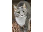 Adopt Minnie a Gray or Blue Domestic Mediumhair / Domestic Shorthair / Mixed cat