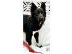 Adopt CITY OF HAWTHORNE 051622-425 a Black - with White Border Collie /