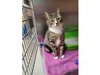 Adopt Tiger a Brown Tabby Domestic Shorthair / Domestic Shorthair / Mixed cat in