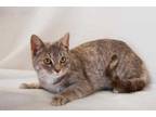 Adopt Arden a Gray or Blue Domestic Shorthair / Domestic Shorthair / Mixed cat