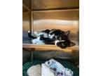 Adopt Shanell a All Black Domestic Shorthair / Domestic Shorthair / Mixed cat in