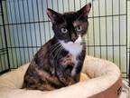 Adopt Linda a Domestic Shorthair / Mixed cat in Port McNicoll, ON (34714091)