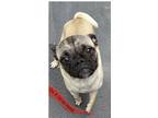 Adopt Rolly a Tan/Yellow/Fawn Pug / Mixed dog in Inglewood, CA (34714045)