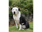 Adopt GLADYS a Black - with White American Pit Bull Terrier / Mixed dog in