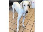 Adopt Pearl a White Coonhound (Unknown Type) / Mixed dog in White Cloud
