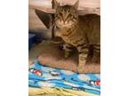 Adopt Rollo a Brown or Chocolate Domestic Shorthair / Domestic Shorthair / Mixed