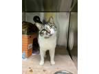 Adopt Callie a Domestic Shorthair / Mixed cat in Port McNicoll, ON (34714089)