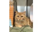 Adopt Palo a Domestic Mediumhair / Mixed cat in Port McNicoll, ON (34714087)