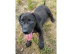 Adopt Ron a Black Dachshund / Mixed dog in Dahlonega, GA (34713893)