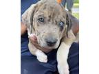 Adopt Blue a Gray/Blue/Silver/Salt & Pepper Catahoula Leopard Dog / Mixed dog in