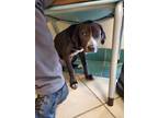 Adopt SHIRA a Black Beagle / Mixed dog in Newton, NC (33698363)