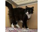 Adopt Sky a All Black Domestic Longhair / Mixed cat in Chesapeake, VA (34713773)