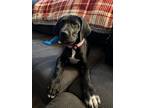 Adopt Gretchen a Black - with White Great Dane / Mixed dog in Warminster
