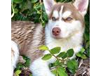Adopt Kira a Red/Golden/Orange/Chestnut - with White Husky / Pomeranian / Mixed