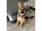 Adopt SUSHY a Black - with Tan, Yellow or Fawn German Shepherd Dog / Mixed dog