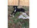 Adopt Lusish Aka Ollie A Black - With White Labrador Retriever / Mixed Breed
