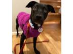 Adopt Yara a Black - with White Mixed Breed (Medium) / Mixed dog in Coldwater