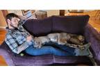 Adopt Amos a Merle Great Dane / Mixed dog in Fortuna, CA (34657233)